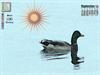 Duck by: KarmaGirl