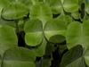 Clovers by: GH33DA