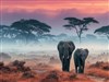 Safari by: Sed
