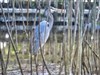 Bird by: MarkSnyder61