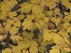 Leaves by: wiro