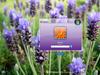 Splash Purple LogonVista by: Life is a Game