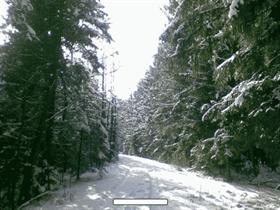 Track through snowy Forrest