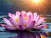 Lotus Flower