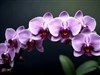 purple orchids