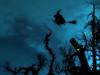 Woods at Night WS by: tippytoenail