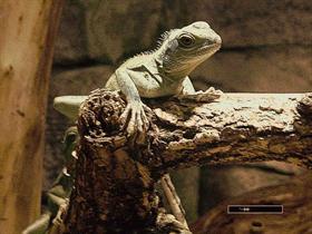 Iggy the Iguana