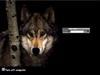 wolf by: satttanism