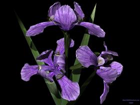 Irises