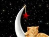Lunar Cat Nap by: MouseGoddess