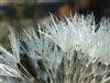 PusteBlume3 by: benmanns