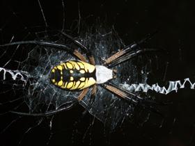 Night Writer