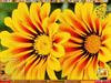 Sunflowers2 by: mistressdarkrose21