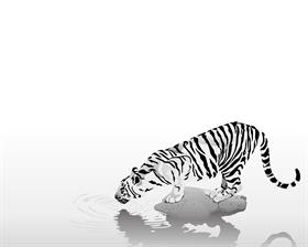 White tiger