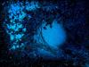 Blue Heaven by: Rahul29