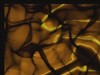 Golden Waves by: loukeeya