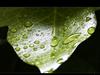 Leaf by: Surio182