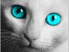 DC Cat by: myles1428