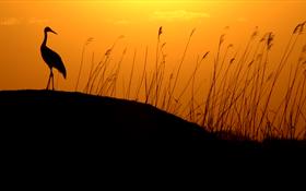 Egret Sunset