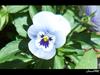 Blue Flower by: JESUSFRK