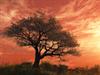 blossoming cherry tree by: philmar83