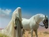 A veiled desert walk    by: ahabkaba