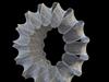 Coral Cog Fractal by: lthrwood