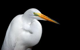 white heron