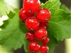Currant by: Urant