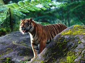 Great Tiger