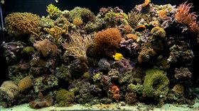 Coral Reef Aquarium