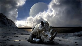 Tired_Rhino