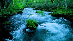 Evergreen Forest Blue River