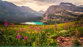 High Mountain Lake Flowers