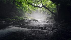 Shady Forest Creek