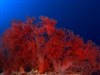 Orange Coral