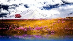 Pink_Meadow