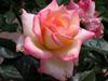 A Pink Rose by: DWALKER1047