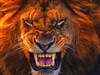 4K Lions Head by: AzDude