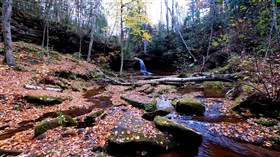 Forest Stream