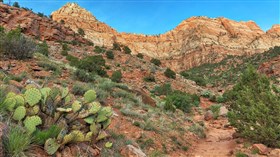 Cactus Trail 4K