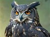 Angry Owl