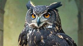 Angry Owl