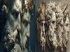 Greek Gods