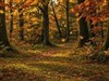Autumn by: LightStar