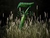 Homegrown 7