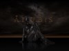 Anubis Promo by: neone6