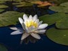 Lily (UHD) by: c31marius
