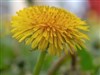 Dandelion by: c31marius