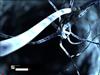 Axon Pulse by: Scheitel